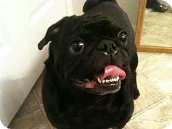 Pug Dog for Sale in Austin, Texas - Mola Pug Dog for Sale in Austin, Texas - Mola