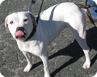 American Pit Bull Terrier Dog for Sale in San Diego, California - Hattie URGENT American Pit Bull Terrier Dog for Sale in San Diego, California - Hattie URGENT