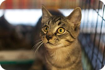 Domestic Shorthair Kitten for Sale in New York, New York - Kristopher and Kristen Domestic Shorthair Kitten for Sale in New York, New York - Kristopher and Kristen