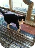 Polydactyl/Hemingway Cat for Sale in Mesa, Arizona - Miles Hemingway Polydactyl/Hemingway Cat for Sale in Mesa, Arizona - Miles Hemingway
