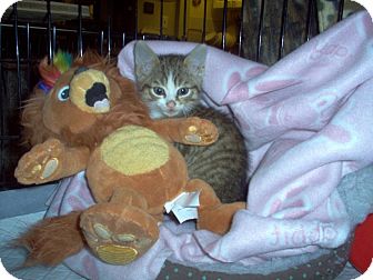 Domestic Shorthair Kitten for Sale in Toronto, Ontario - Itsy Bitsy Domestic Shorthair Kitten for Sale in Toronto, Ontario - Itsy Bitsy