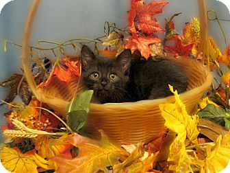 Domestic Shorthair Kitten for Sale in Richmond, Virginia - Cinders Domestic Shorthair Kitten for Sale in Richmond, Virginia - Cinders