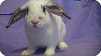 Lop-Eared Mix for Sale in Garland, Texas - Sawyer Lop-Eared Mix for Sale in Garland, Texas - Sawyer