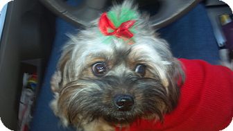 Yorkie, Yorkshire Terrier/Poodle (Miniature) Mix Dog for Sale in Hazard, Kentucky - Crissy Yorkie, Yorkshire Terrier/Poodle (Miniature) Mix Dog for Sale in Hazard, Kentucky - Crissy