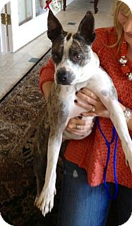 Boxer/Boston Terrier Mix Dog for Sale in Scottsdale, Arizona - Bella Boxer/Boston Terrier Mix Dog for Sale in Scottsdale, Arizona - Bella