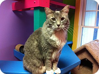 Domestic Longhair Cat for Sale in Topeka, Kansas - Hawkeye Domestic Longhair Cat for Sale in Topeka, Kansas - Hawkeye