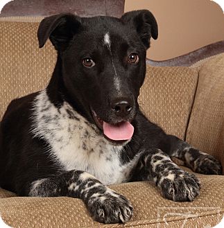Australian Cattle Dog/Border Collie Mix Puppy for Sale in Marietta, Georgia - Diesel Australian Cattle Dog/Border Collie Mix Puppy for Sale in Marietta, Georgia - Diesel