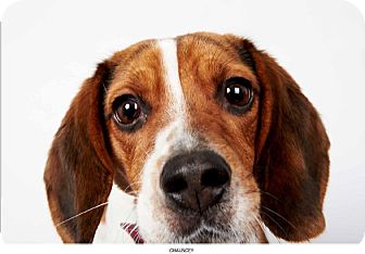 Beagle Dog for Sale in New York, New York - Chauncey Beagle Dog for Sale in New York, New York - Chauncey