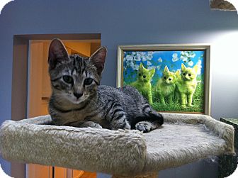 Domestic Shorthair Kitten for Sale in St. Louis, Missouri - Blinky Domestic Shorthair Kitten for Sale in St. Louis, Missouri - Blinky
