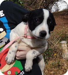 Beagle/Border Collie Mix Puppy for Sale in Brattleboro, Vermont - Rita ($50 off) Beagle/Border Collie Mix Puppy for Sale in Brattleboro, Vermont - Rita ($50 off)