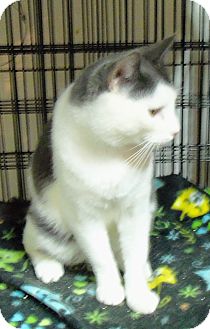 Domestic Shorthair Cat for Sale in Catasauqua, Pennsylvania - Chance Domestic Shorthair Cat for Sale in Catasauqua, Pennsylvania - Chance