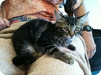 Domestic Shorthair Kitten for Sale in San Ramon, California - Lucy Domestic Shorthair Kitten for Sale in San Ramon, California - Lucy