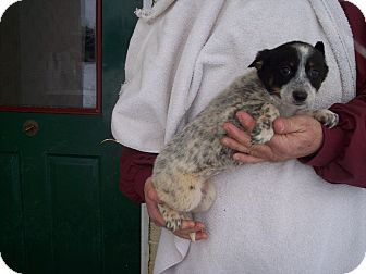 Australian Cattle Dog/Border Collie Mix Puppy for Sale in Germantown, Maryland - Corele Australian Cattle Dog/Border Collie Mix Puppy for Sale in Germantown, Maryland - Corele