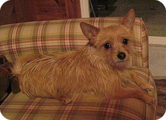 Yorkie, Yorkshire Terrier/Terrier (Unknown Type, Small) Mix Puppy for Sale in Plainfield, Connecticut - Henry Yorkie, Yorkshire Terrier/Terrier (Unknown Type, Small) Mix Puppy for Sale in Plainfield, Connecticut - Henry