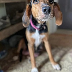 Carisle Pa Beagle Meet Sophie A Pet For Adoption Adoptapet