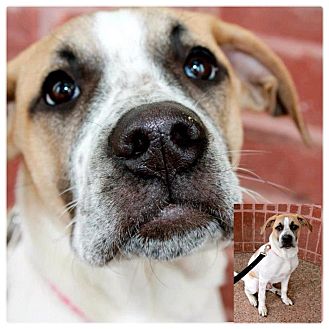 American Bulldog/Husky Mix Puppy for Sale in Westland, Michigan - Marshall American Bulldog/Husky Mix Puppy for Sale in Westland, Michigan - Marshall
