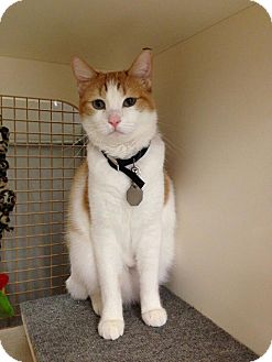 Domestic Shorthair Cat for Sale in Edmond, Oklahoma - Candace Domestic Shorthair Cat for Sale in Edmond, Oklahoma - Candace
