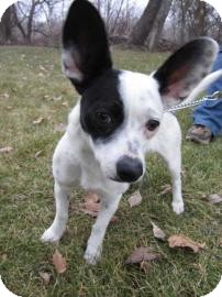 Chihuahua/Terrier (Unknown Type, Small) Mix Dog for Sale in Bellingham, Washington - Dominoe Chihuahua/Terrier (Unknown Type, Small) Mix Dog for Sale in Bellingham, Washington - Dominoe