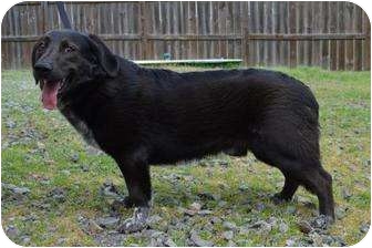 Basset Hound/Labrador Retriever Mix Dog for Sale in Westport, Connecticut - Dalton - URGENT Basset Hound/Labrador Retriever Mix Dog for Sale in Westport, Connecticut - Dalton - URGENT
