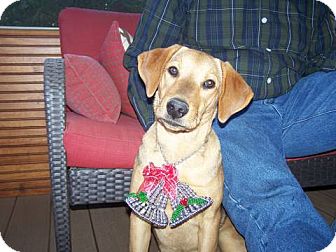 Labrador Retriever Mix Puppy for Sale in Glastonbury, Connecticut - Annie *New pics! Labrador Retriever Mix Puppy for Sale in Glastonbury, Connecticut - Annie *New pics!