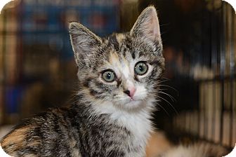 Calico Kitten for Sale in Harrisburg, North Carolina - Raven Calico Kitten for Sale in Harrisburg, North Carolina - Raven