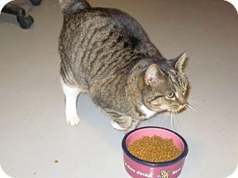 Domestic Shorthair Cat for Sale in Salem, New Hampshire - Edwina Domestic Shorthair Cat for Sale in Salem, New Hampshire - Edwina