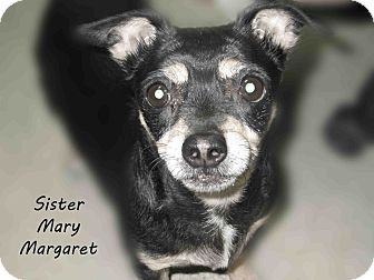 Chihuahua Mix Dog for Sale in Hamilton, Montana - Mary Chihuahua Mix Dog for Sale in Hamilton, Montana - Mary