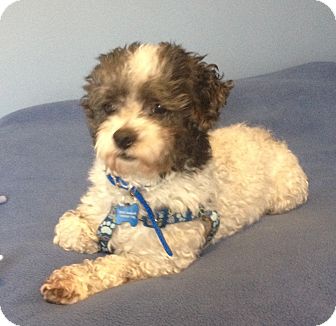 Poodle (Miniature)/Lhasa Apso Mix Dog for Sale in Mt. Prospect, Illinois - Isaac Poodle (Miniature)/Lhasa Apso Mix Dog for Sale in Mt. Prospect, Illinois - Isaac