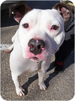 American Pit Bull Terrier Mix Dog for Sale in Detroit, Michigan - Lieber-Adopted! American Pit Bull Terrier Mix Dog for Sale in Detroit, Michigan - Lieber-Adopted!