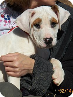 Boxer/Labrador Retriever Mix Puppy for Sale in Sussex, New Jersey - Dawn Boxer/Labrador Retriever Mix Puppy for Sale in Sussex, New Jersey - Dawn