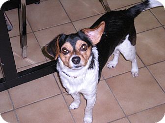 Beagle Mix Dog for Sale in New Castle, Pennsylvania - Beagle Mix Dog for Sale in New Castle, Pennsylvania -