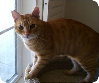 Domestic Shorthair Cat for Sale in Palmdale, California - Oddie Domestic Shorthair Cat for Sale in Palmdale, California - Oddie