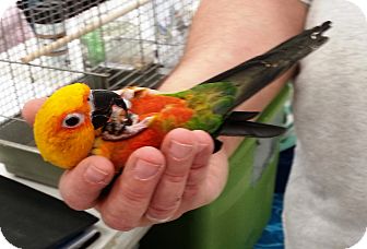 Conure for Sale in Shawnee Mission, Kansas - Yoshi Conure for Sale in Shawnee Mission, Kansas - Yoshi