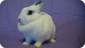 English Spot Mix for Sale in Garland, Texas - Snow English Spot Mix for Sale in Garland, Texas - Snow