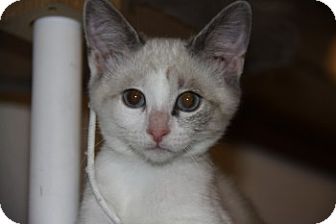 Siamese Kitten for Sale in Vacaville, California - Blitz Siamese Kitten for Sale in Vacaville, California - Blitz