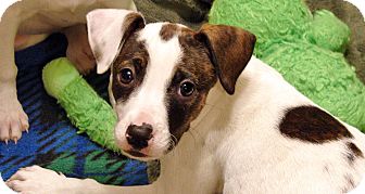 American Pit Bull Terrier/Cocker Spaniel Mix Puppy for Sale in Howell, Michigan - Tess American Pit Bull Terrier/Cocker Spaniel Mix Puppy for Sale in Howell, Michigan - Tess