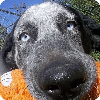 Border Collie Mix Dog for Sale in Shirley, New York - DOMINO Border Collie Mix Dog for Sale in Shirley, New York - DOMINO