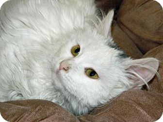 Domestic Longhair Kitten for Sale in Cheyenne, Wyoming - Boo Domestic Longhair Kitten for Sale in Cheyenne, Wyoming - Boo