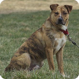 Boxer/Shepherd (Unknown Type) Mix Dog for Sale in New cumberland, West Virginia - Mufasa Boxer/Shepherd (Unknown Type) Mix Dog for Sale in New cumberland, West Virginia - Mufasa