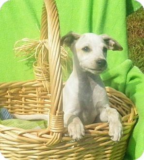 Labrador Retriever/Beagle Mix Puppy for Sale in Niagra Falls, New York - Happy Labrador Retriever/Beagle Mix Puppy for Sale in Niagra Falls, New York - Happy