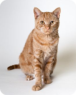 Domestic Shorthair Cat for Sale in Rockaway, New Jersey - Marmelade Domestic Shorthair Cat for Sale in Rockaway, New Jersey - Marmelade