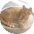 Domestic Shorthair Cat for Sale in Waxhaw, North Carolina - Pumpkin Domestic Shorthair Cat for Sale in Waxhaw, North Carolina - Pumpkin