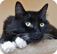 Domestic Longhair Cat for Sale in Medford, Massachusetts - Hoover Domestic Longhair Cat for Sale in Medford, Massachusetts - Hoover