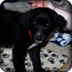 Australian Shepherd/Labrador Retriever Mix Puppy for Sale in Marlton, New Jersey - Baby Allie Australian Shepherd/Labrador Retriever Mix Puppy for Sale in Marlton, New Jersey - Baby Allie