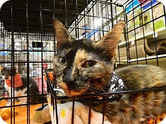Domestic Shorthair Cat for Sale in The Colony, Texas - Dixie Domestic Shorthair Cat for Sale in The Colony, Texas - Dixie