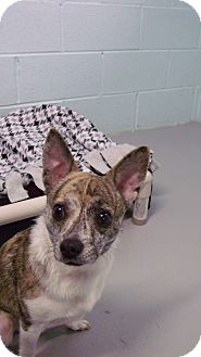 Chihuahua Mix Dog for Sale in Muskegon, Michigan - Tobey Chihuahua Mix Dog for Sale in Muskegon, Michigan - Tobey