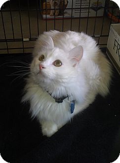 Domestic Longhair Cat for Sale in Edmond, Oklahoma - Maurice Domestic Longhair Cat for Sale in Edmond, Oklahoma - Maurice