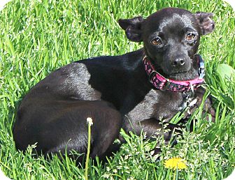 Chihuahua/Italian Greyhound Mix Dog for Sale in Temecula, California - Isa Chihuahua/Italian Greyhound Mix Dog for Sale in Temecula, California - Isa