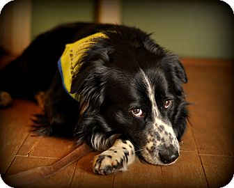 Border Collie/Brittany Mix Dog for Sale in Sparta, New Jersey - Spencer Border Collie/Brittany Mix Dog for Sale in Sparta, New Jersey - Spencer