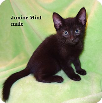 Domestic Shorthair Kitten for Sale in Bentonville, Arkansas - Junior Mint Domestic Shorthair Kitten for Sale in Bentonville, Arkansas - Junior Mint